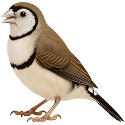 Double-barred Finch